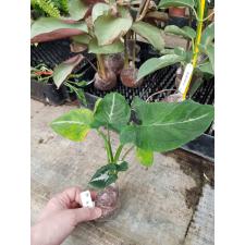 Syngonium wendlandii round leaf 666