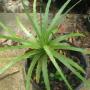 Hechtia sp. (T04) Mexico (large size) (Bromeliad) 76