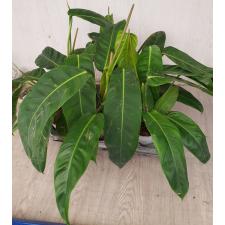 Philodendron Patriciae