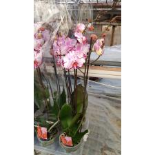 Фаленопсис Мэджик Арт / Phalaenopsis Magic Art