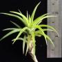 Tillandsia neglecta(small form)