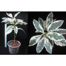 Иксора вид T24 альбомаргината, Филиппины / Ixora sp.(T24) albomarginata Philippines