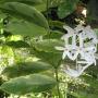 Ixora sp.(T04) albomarginata (long leaf)