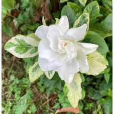 Gardenia angusta variegated 104 по 1600р