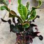 Codiaeum Sethee Suphan.
