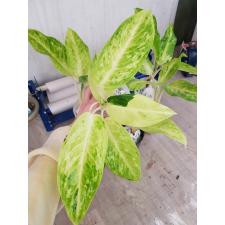 Aglaonema N1 Sun drop