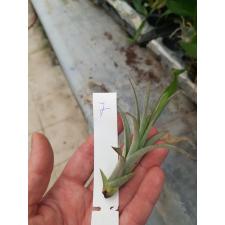 tillandsia 7