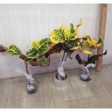 Codiaeum A35 Set tee had yai