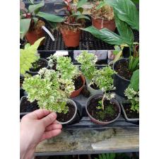 polyscias fruticosa variegata