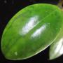 Hoya juannguoian                678