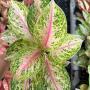Aglaonema  Sompawthong A-49