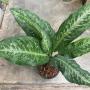 Dieffenbachia Sue Dum