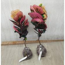 Codiaeum Pink Rose 127