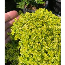 Murraya micro (golden leaf)