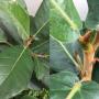 Ficus sp.(T13) Indonesia (dense hair on the stem)