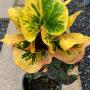 Codiaeum Prakay Dao