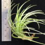 Tillandsia tenuifolia compacta.
