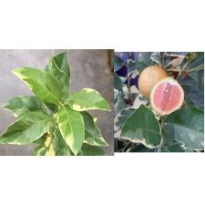 Цитрус Лимон "Варегатный Розовый Эврика Лимон" / Citrus limon 'Variegated Pink Eureka Lemon'