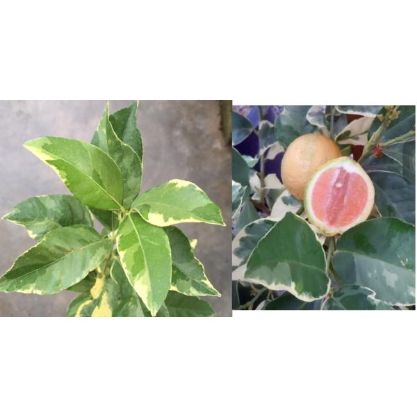 Цитрус Лимон "Варегатный Розовый Эврика Лимон" / Citrus limon 'Variegated Pink Eureka Lemon'