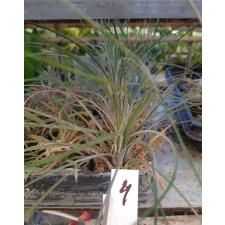 tillandsia 4 по 200p