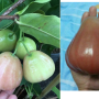 Syzygium samarangense 'Giant fruit' (seedless) Taiwan.