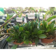 Плевроталлис / pleurothallis