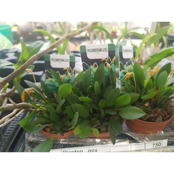 Плевроталлис / pleurothallis