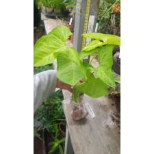 Syngonium Orm Thong 223