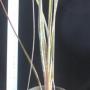 Areococcus flagellifolius (Bromeliad) 35