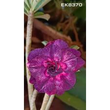 Adenium EK 8370