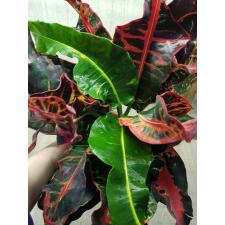Codiaeum Phak Dee (Special) 79/1