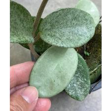 Hoya carnosa 'Nova Ghost'(#961) mart