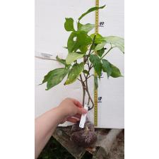 Tabernaemontana sp. Golden leaf 683/1