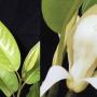 Magnolia sirindhorniae. (grafting) (new species)