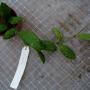Hoya sp.512 (Splash and oval leaf)              512