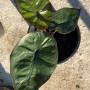 Alocasia plumbea Nigra (southern Thailand