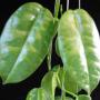 Hoya Ruthie (wax leaf) (MM x ariadna)           532
