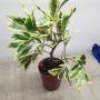 Ardisia sp. (White margin)