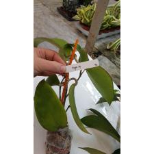 Hoya fuscomarginata 96