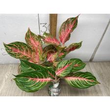 Aglaonema Maha Nakorn A-98