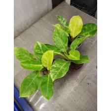 Philodendron Moonlight variegata pot 1900p