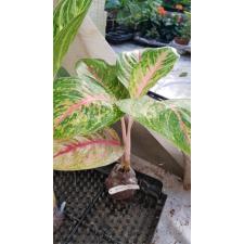 Aglaonema Boxing 7 уценка 1400р
