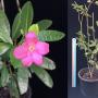 Ravenia spectabilis (pink flower).