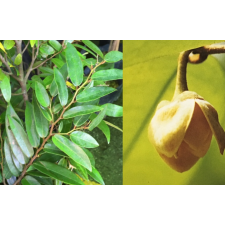 Мелодорум сиамский карликовый / Melodorum siamense Dwarf.