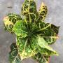 Codiaeum Siam Harmonius