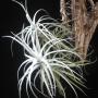 T. Sweet Isabel (tectorum x paleacea) 69
