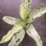 Dieffenbachia Camouflage