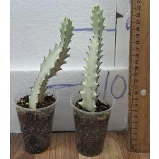 Молочай лактея Белый Призрак. / Euphorbia lactea White Ghost