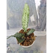 Quercifilix zeylanica стакан 1300p