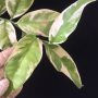 Pedilanthus tithymaloides 'Variegatus' (selection).
